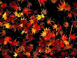 Fall leaves in water