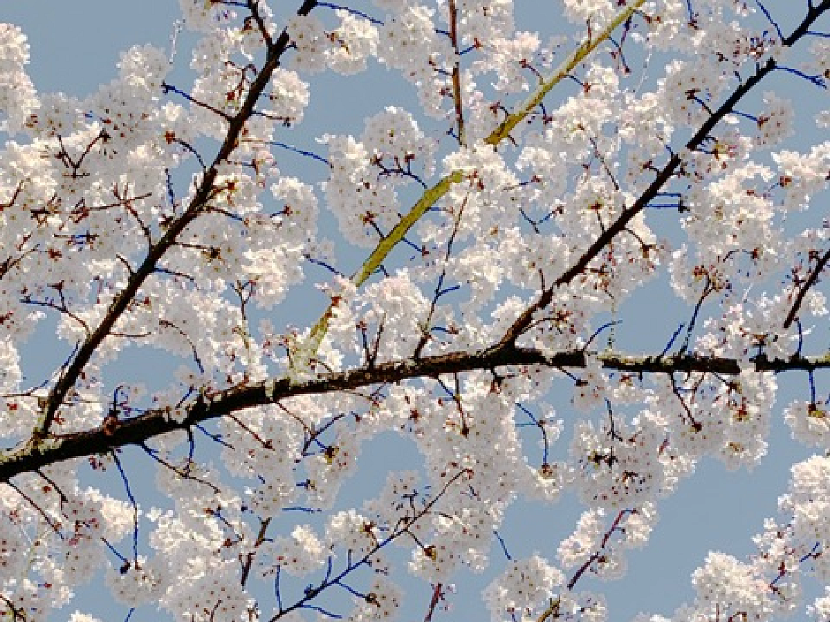 Winter to Spring Cherry Blossoms