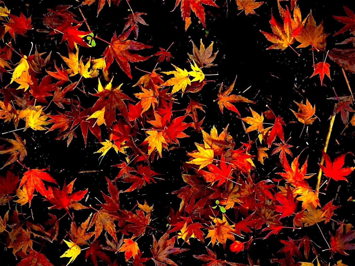 Fall leaves in water