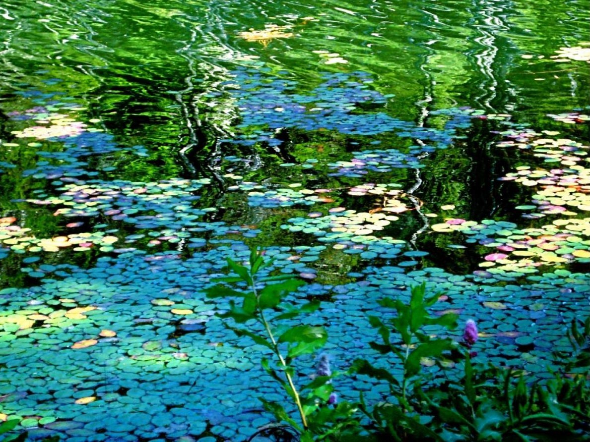 Lillypads in water